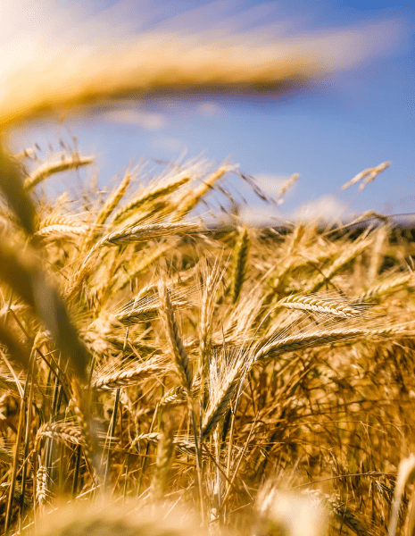 Blé dans le champs – Uniag Coopérative | Wheat in the field – Uniag Cooperative
