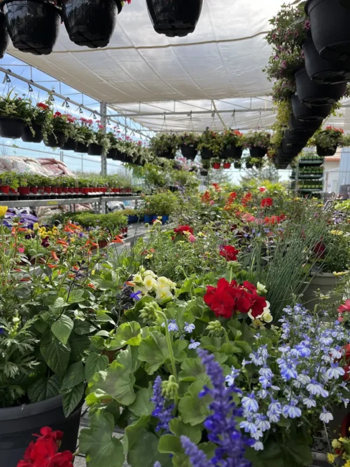 Centre jardin du BMR Napierville