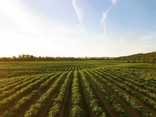 Champ de soya – Uniag Coopérative | Soybean field – Uniag Cooperative